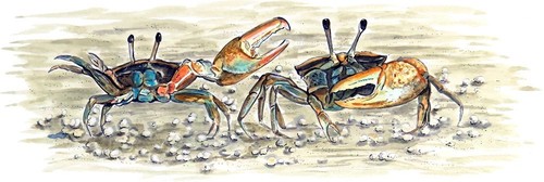 Fiddler crabs beach - fiddler,