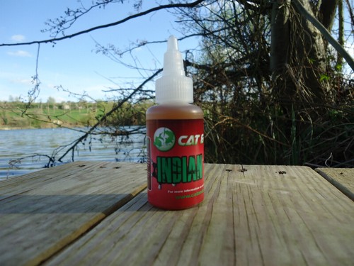 Indian spice carp - indian, bait