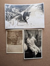 3 OLD PHOTO PEOPLE PET CAT ANIMAL  DR 280