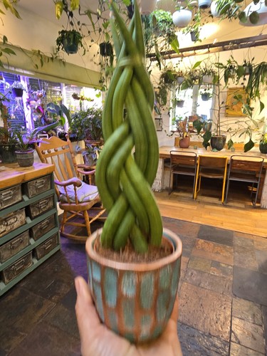 Beautiful sansevieria - beautiful,