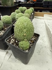 5cm+ Cactus Live Plant Pseudolithos Migiurtinus Beautiful Rare succulent YWGWYS