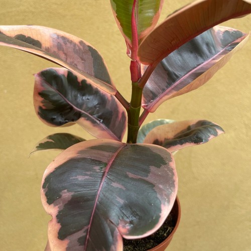 Houseplant ficus elastica - t&m,