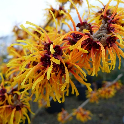 Hamamelis intermedia orange - x,