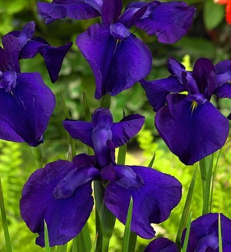 Iris ensata loyalty - iris,