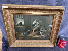 Beautiful Large C19th Framed Fine Quality Antique Pigeon Bird Print