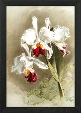 Cattleya Mendellii Measure