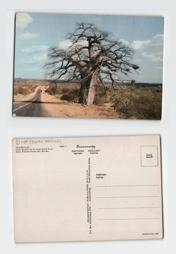 Postcard giant baobab tree - -,