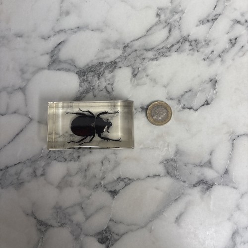 National geographic bugs - national,