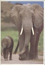 1994 Kenya Postcard African