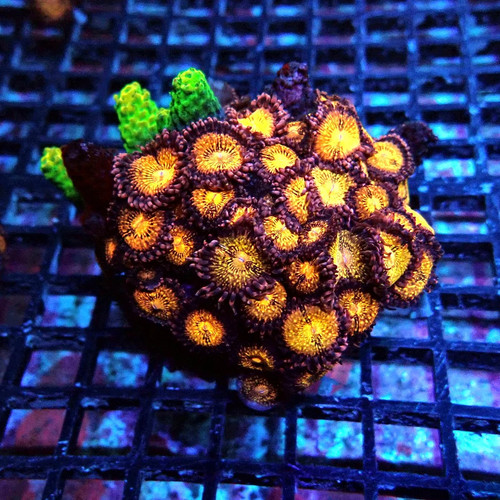 Wysiwyg zoas colony - wysiwyg,