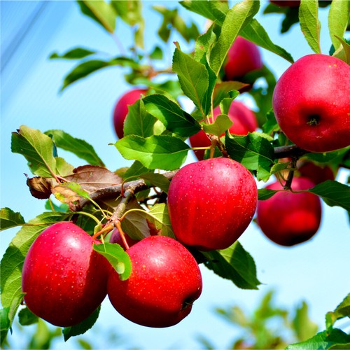 Katy apple tree - katy,
