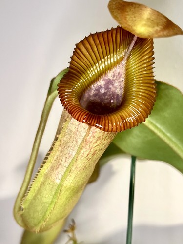Nepenthes veitchii - , x