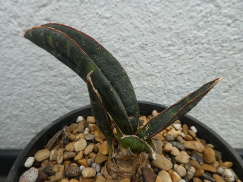 Sansevieria tabby green shown - tabby, green,