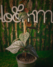 Piper Ornatum rare live indoor house plants