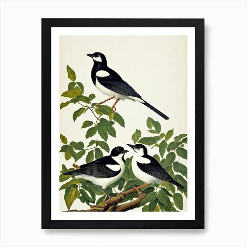 Magpie james audubon vintage - audubon,