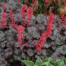 Heuchera, Hollywood 1 x 1L pot