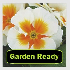 PRIMROSE x12 'JUPITER GOLD