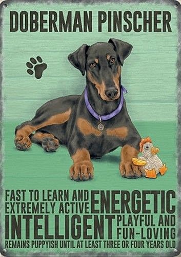 Doberman pinscher small steel - small,