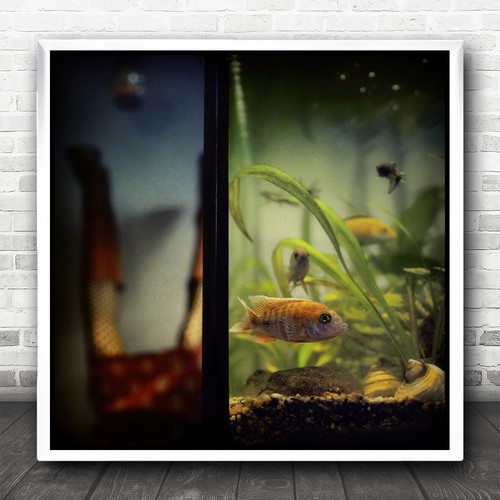 Fish aquarium still - life, legs