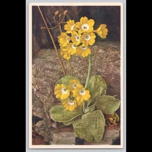 Postcard alpine auricula - alpine,