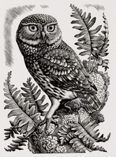 'Little Owl" Original Wood