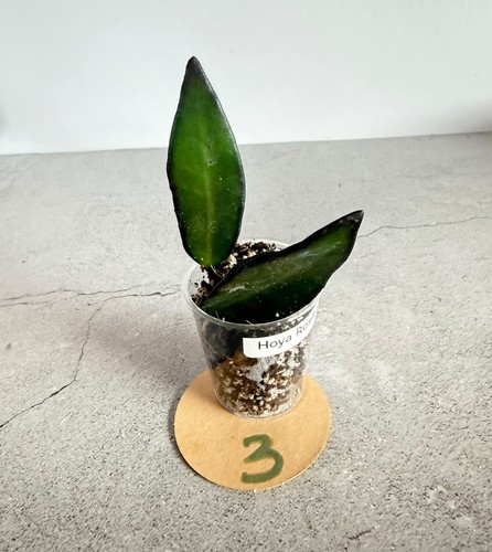 Hoya rosita rooted cutting - rosita,
