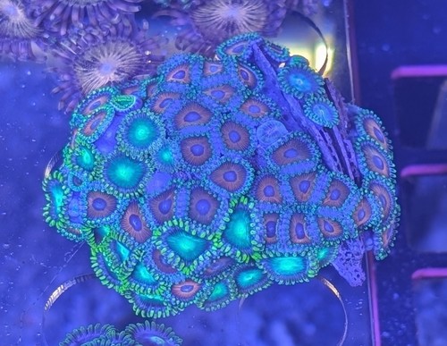 Wysiwyg eagle eye zoa - 🔥,