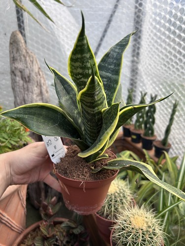 Sansevieria indoor plant - indoor, in