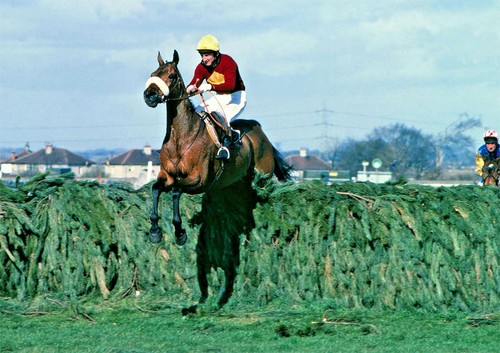Red rum horse racing - red, legend