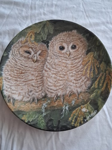Wedgewood the baby owls tawny - the,