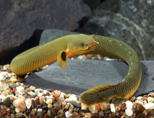 Rope fish live - 8–10”, –
