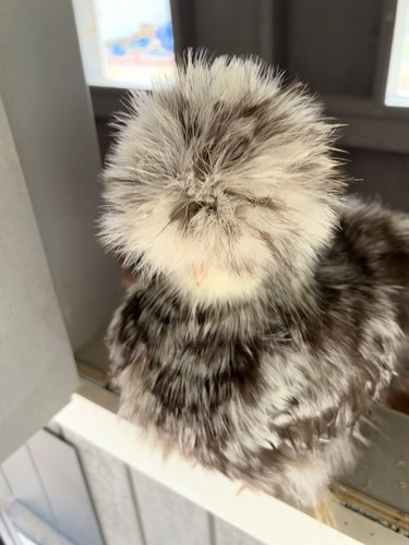 Mottled silkie hatching - 6+,