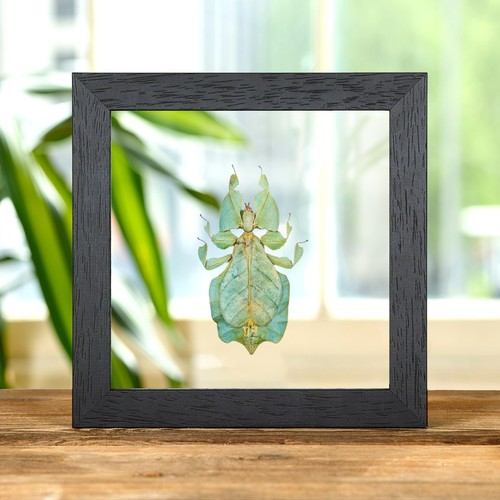 Gray leaf insect clear - leaf, in