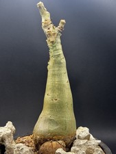 Cyphostemma juttea_mature