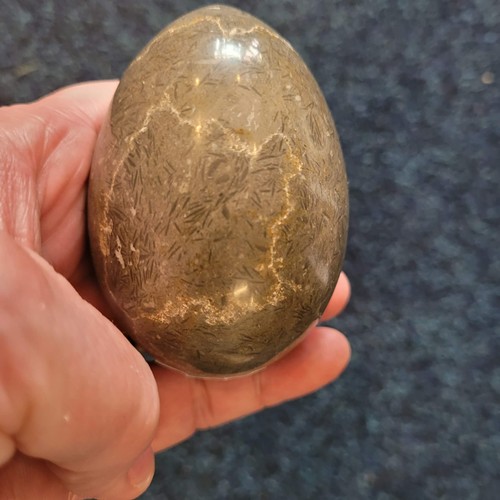 Fossil rich stone egg - egg, –
