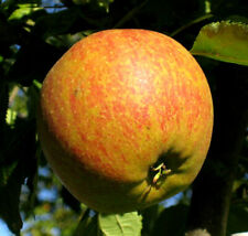 Dwarf Patio Cox's Orange Pippin Apple Tree, Classic English Apple