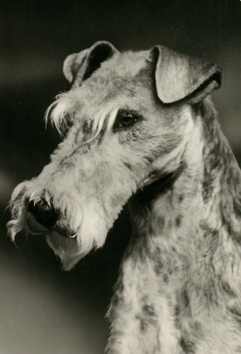 Wire haired fox terrier - wire-haired,