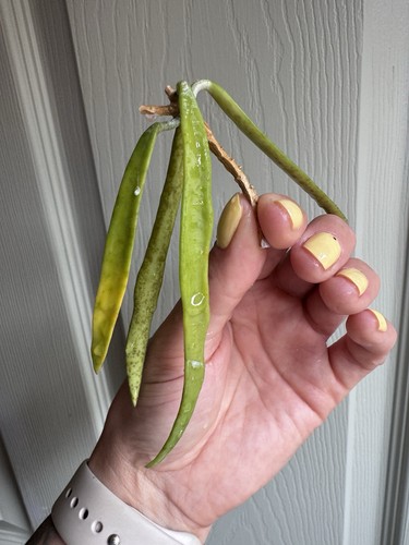Hoya sheperdii unrooted - hoya,