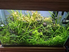 Solid Oak 100litre Aquarium