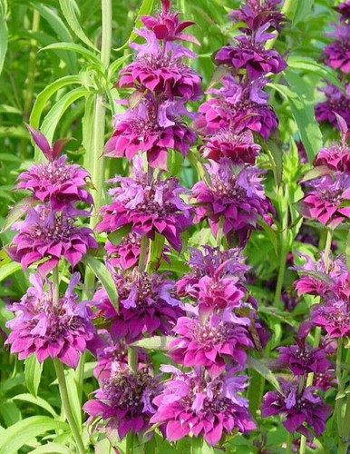 Purplish lilac lemon bee balm - purplish,