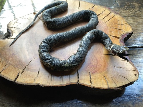 Grass snake taxidermy - snake,