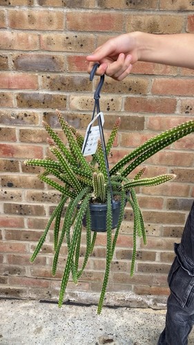 Aporocactus mallisonii - aporocactus,