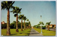 TX, Palm Trees in South Texas