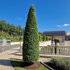 Hornbeam 'Fastigiata' 4-5ft
