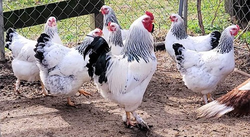Light brahma fertile hatching - brahma,