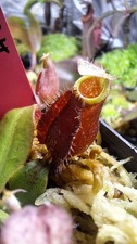 Nepenthes (Viking x amp BM) x