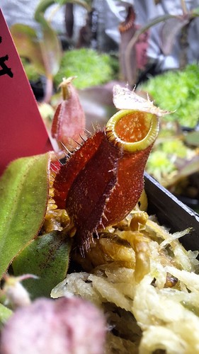Nepenthes x - nepenthes,
