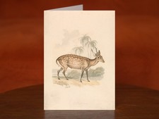 Hog Deer by Samuel Howitt (after 1813) - A5 Art Print Greeting Card
