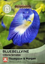 BLUEBELLVINE Clitoria ternatea