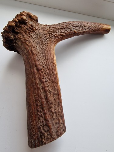 Red deer antler dog - deer,